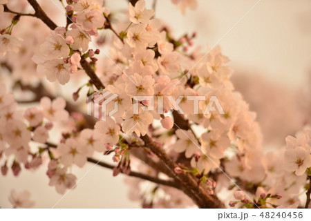 春の花 春の花 48240456