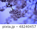 櫻 48240457