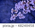 さくら 48240458