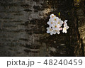 花 48240459