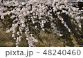 天然デコレーション 48240460