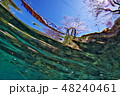 魚目線で花見 48240461