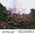 水面から望む桜 48240463
