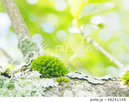 地衣類とコケ かわいい世界の写真素材