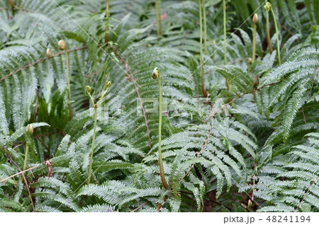 ウラジロの新芽 コル ウラジロの新芽 コル 48241194