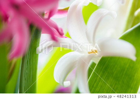 ヒヤシンス ヒヤシンス 48241313