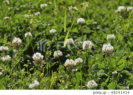 シロツメクサの花 48241414