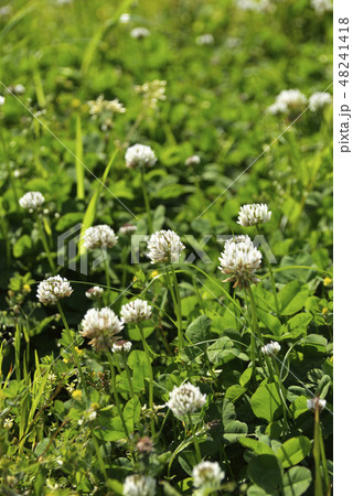 シロツメクサの花 48241418
