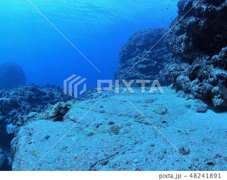 与那国島　海底遺跡 48241891