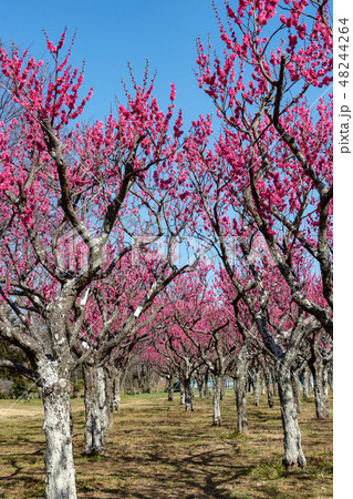 梅園の風景　千葉県立青葉の森公園 48244264