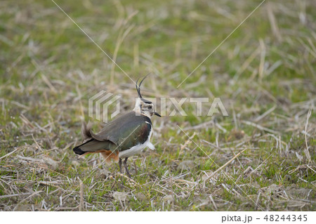 冠羽がなびくタゲリ 冠羽がなびくタゲリ 48244345