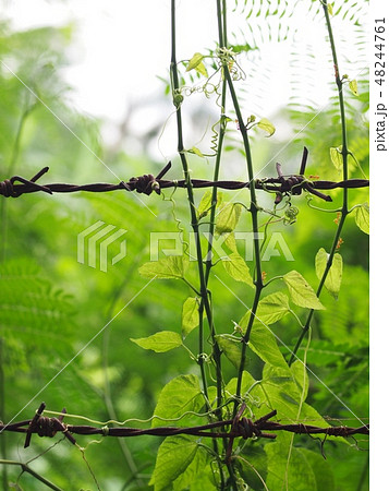 young creeping plant, climber on old barbed wires 48244761