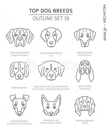 Top dog breeds. Pet outline collection. Vector Top dog breeds. Pet outline collection. Vector 48244794
