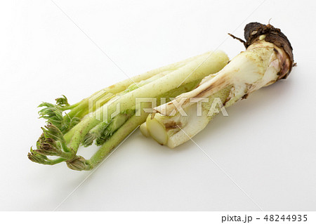 山うど 山うど 48244935