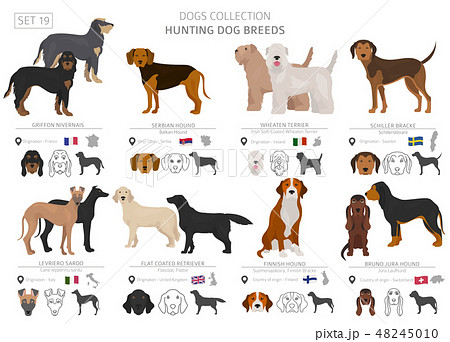 Hunting dogs vector collection isolated on white Hunting dogs vector collection isolated on white 48245010