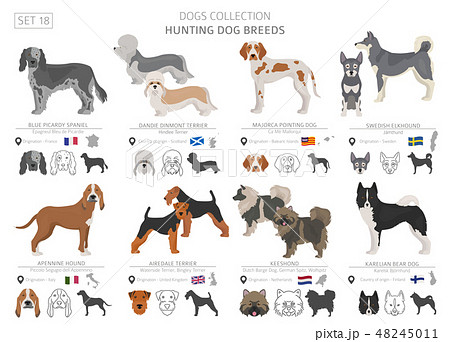 Hunting dogs vector collection isolated on white 48245011