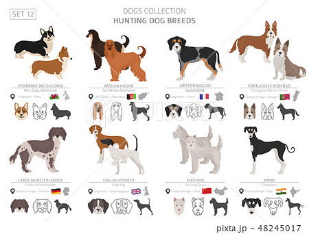 Hunting dogs vector collection isolated on white - Stock