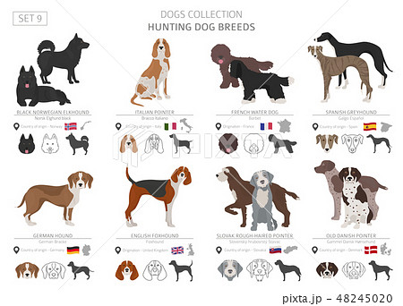 Hunting dogs vector collection isolated on white Hunting dogs vector collection isolated on white 48245020