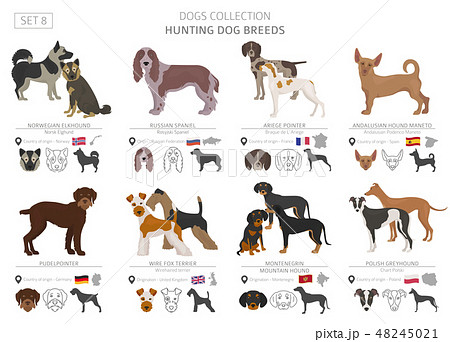 Hunting dogs vector collection isolated on white 48245021