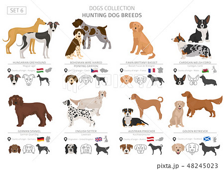 Hunting dogs vector collection isolated on white 48245023