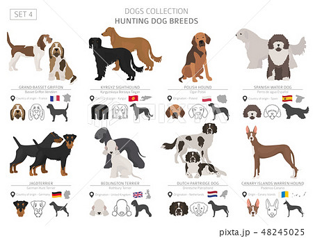 Hunting dogs vector collection isolated on white 48245025