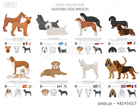 Hunting dogs vector collection isolated on white 48245027
