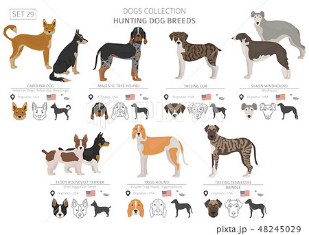 Hunting dogs vector collection isolated on white Hunting dogs vector collection isolated on white 48245029
