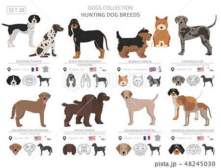 Hunting dogs vector collection isolated on white 48245030
