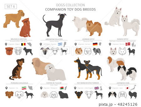 Companion and miniature toy dogs collection Companion and miniature toy dogs collection 48245126