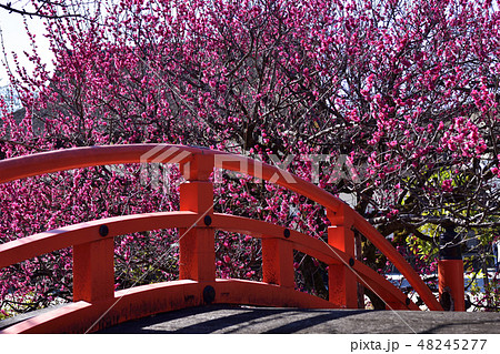 下鴨神社　光琳の梅 48245277