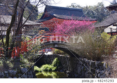 下鴨神社　光琳の梅 48245293