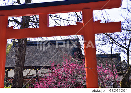 下鴨神社 光琳の梅 下鴨神社 光琳の梅 48245294