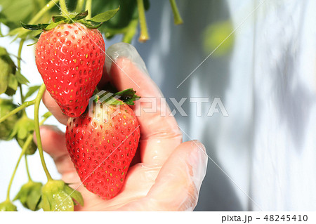 いちご いちご狩り イメージ いちご いちご狩り イメージ 48245410