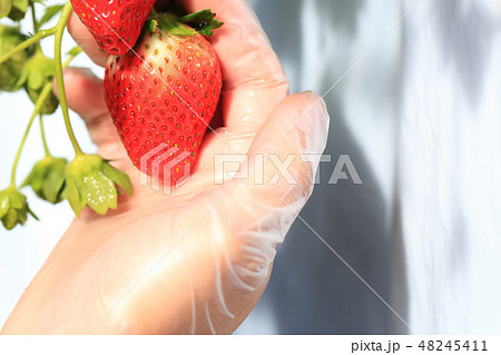 いちご いちご狩り イメージ 48245411