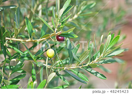オリーブの実 48245423