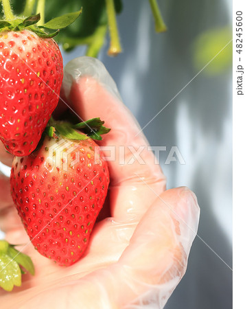 いちご いちご狩り イメージ いちご いちご狩り イメージ 48245600