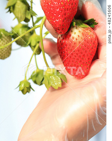 いちご いちご狩り イメージ いちご いちご狩り イメージ 48245606