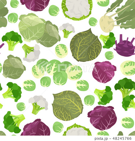 Kohlrabi, cabbage turnip  graphic template. 48245766