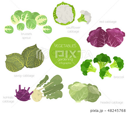 Kohlrabi, cabbage turnip  graphic template. 48245768