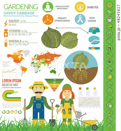 Cabbage graphic set. Gardening, farming info 48245817