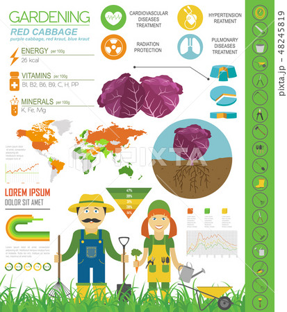 Cabbage graphic set. Gardening, farming info Cabbage graphic set. Gardening, farming info 48245819