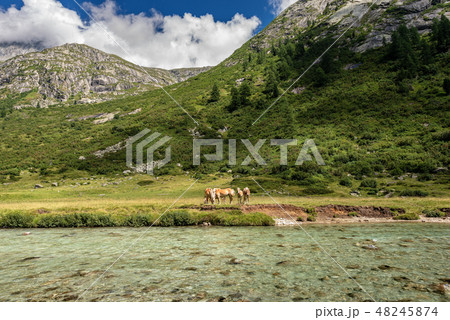 National Park of Adamello Brenta - Trentino Italy 48245874