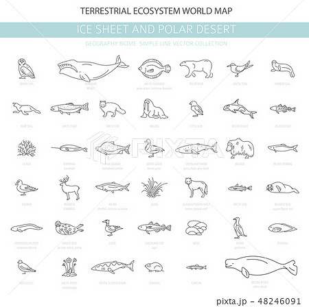 Ice sheet and polar desert biome Ice sheet and polar desert biome 48246091