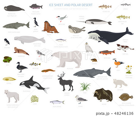 Ice sheet and polar desert biome. ecosystem  48246136