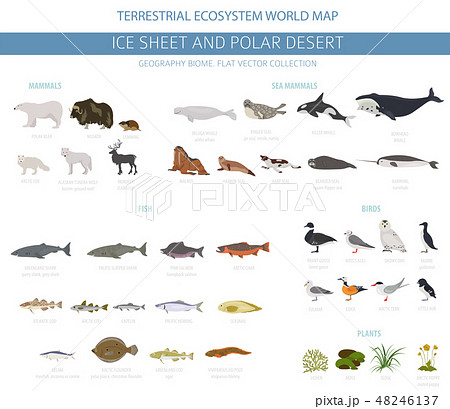 Ice sheet and polar desert biome. ecosystem  48246137