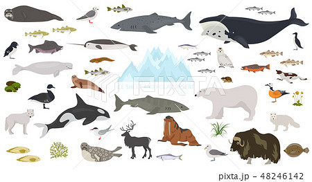 Ice sheet and polar desert biome. ecosystem  48246142