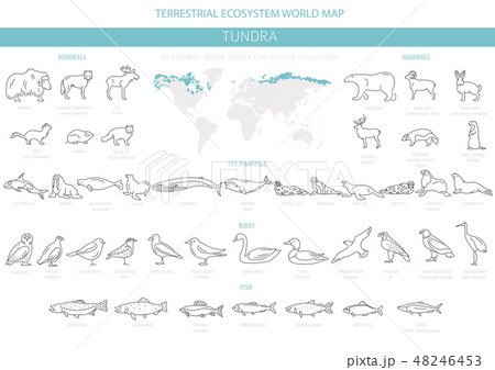 Tundra biome. Simple line style. ecosystem Tundra biome. Simple line style. ecosystem 48246453