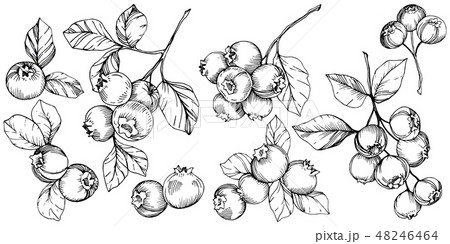 Vector Blueberry black and white engraved ink art. Berries and leaves. Isolated blueberry 48246464
