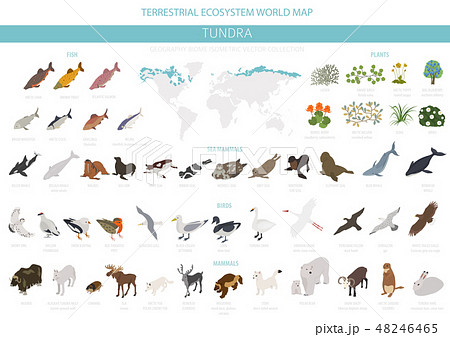 Tundra biome. ecosystem world map 48246465