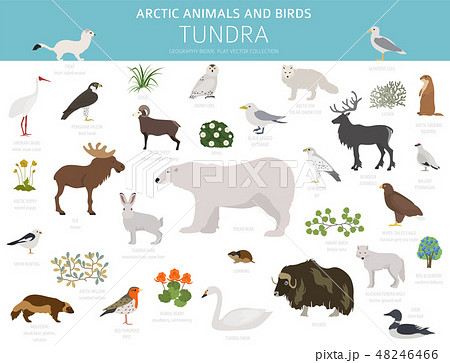 Tundra biome. ecosystem world map 48246466